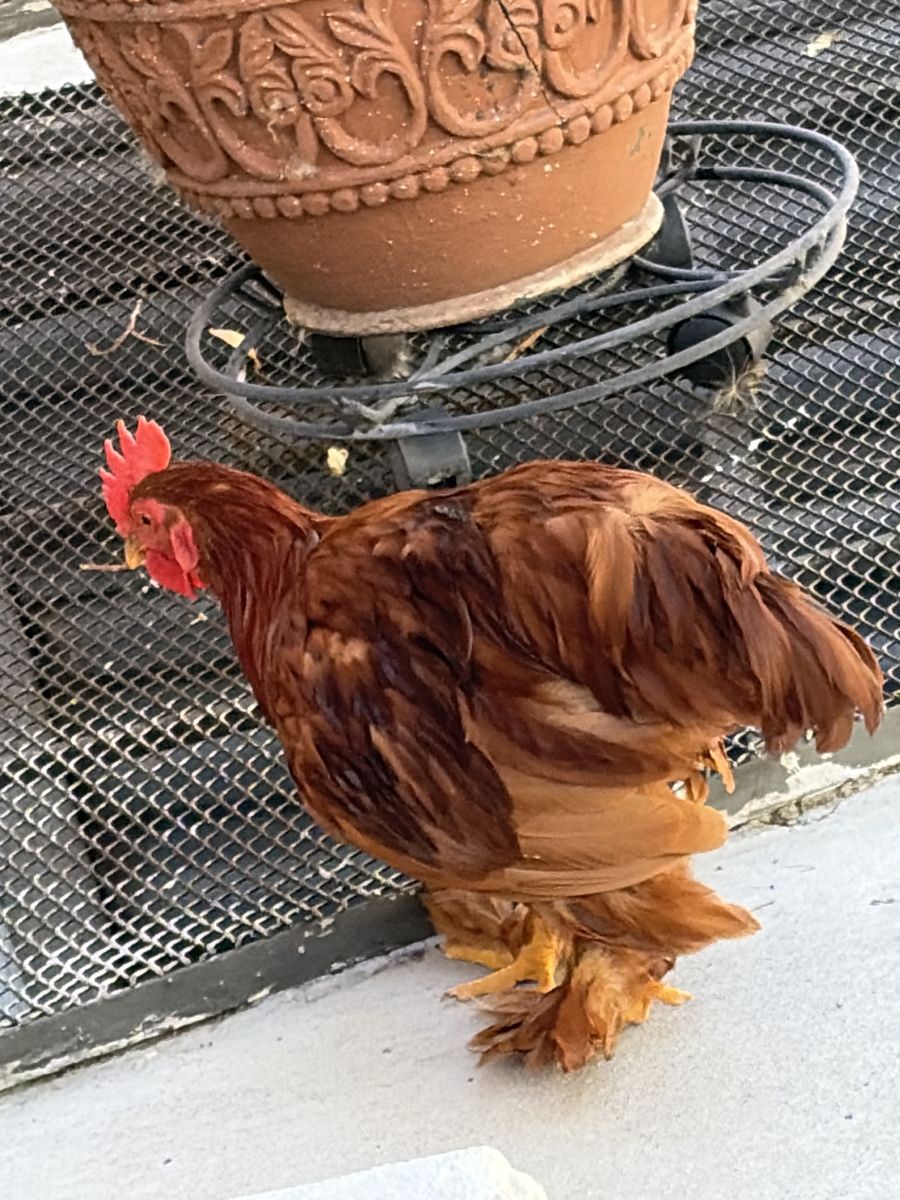 Young Rooster