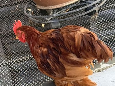 Young Rooster