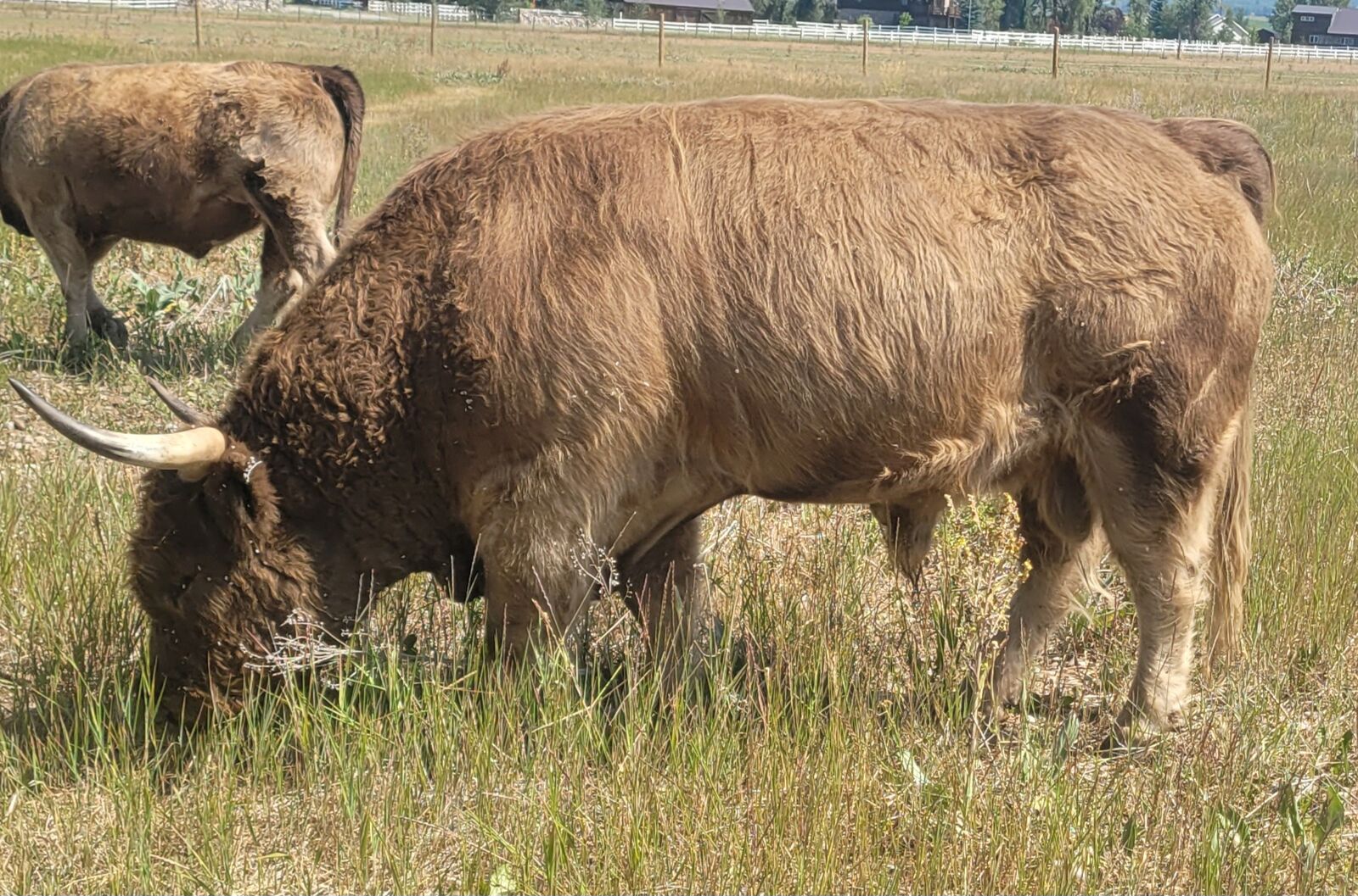 Highland Herd For Sale
