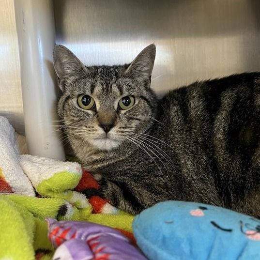 Hello my name is Cadenza