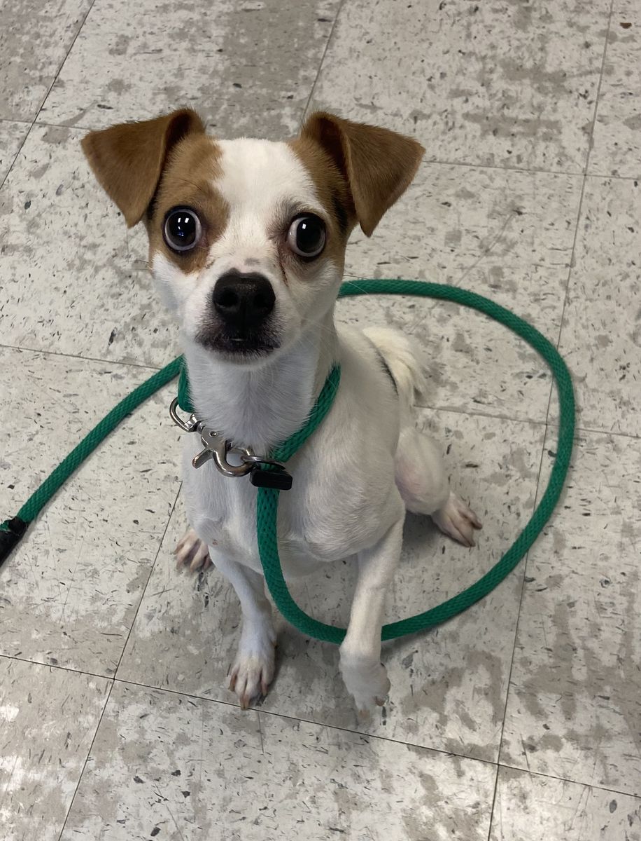 A164717 Enzo, Available for Adoption