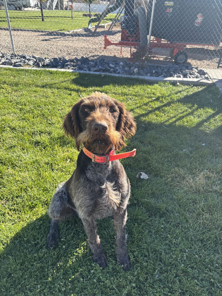 German wirehair