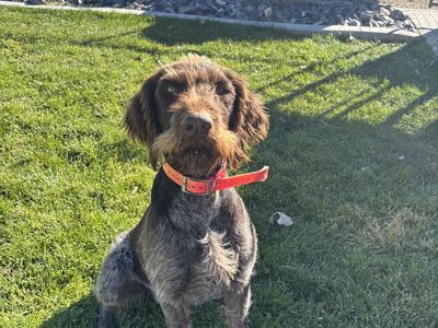 German wirehair