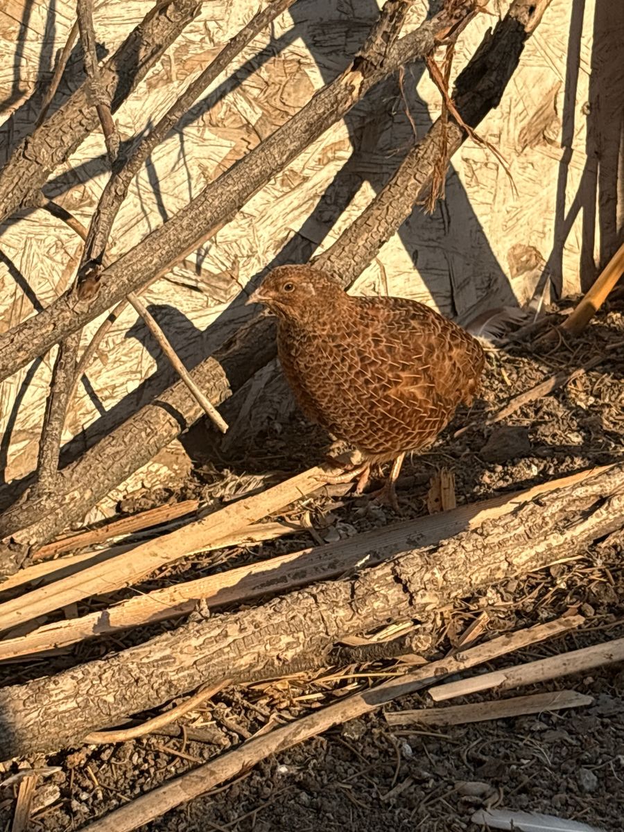 Coturnix Quail OBO