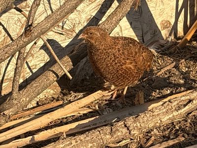 Coturnix Quail OBO