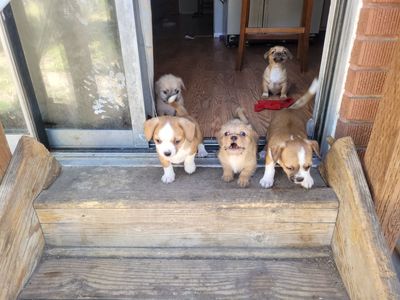 Puppies need a good home