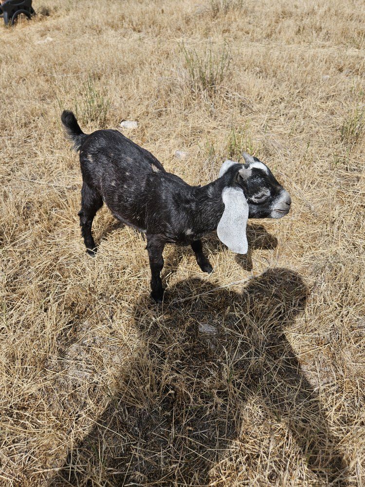Friendly Nubian Buckling