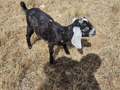 Friendly Nubian Buckling