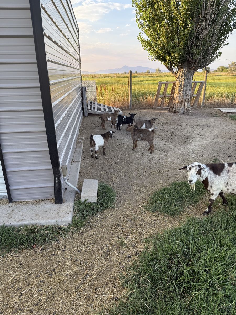 Baby Fainting Goats