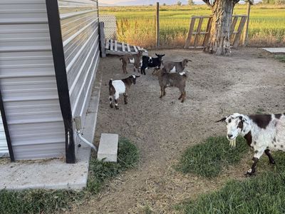 Baby Fainting Goats