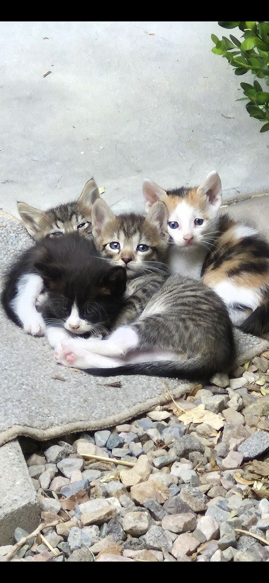 Cute kittens