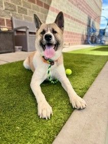 A163169 Ruth, Available for Adoption