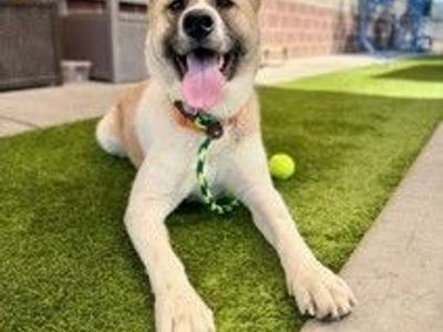 A163169 Ruth, Available for Adoption