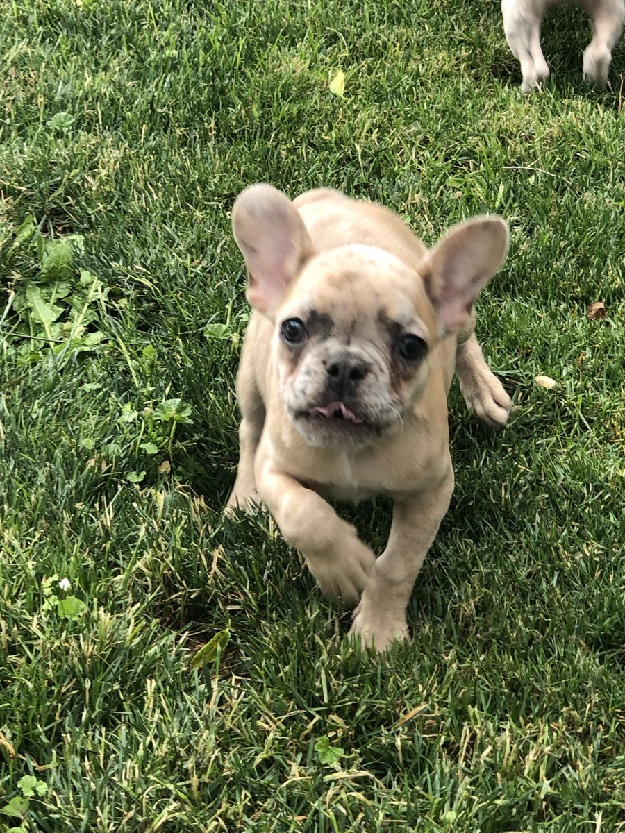 Purebred French Bulldog puppies