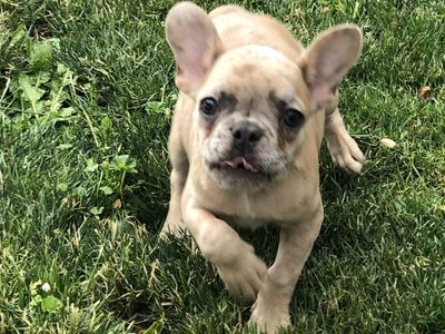 Purebred French Bulldog puppies