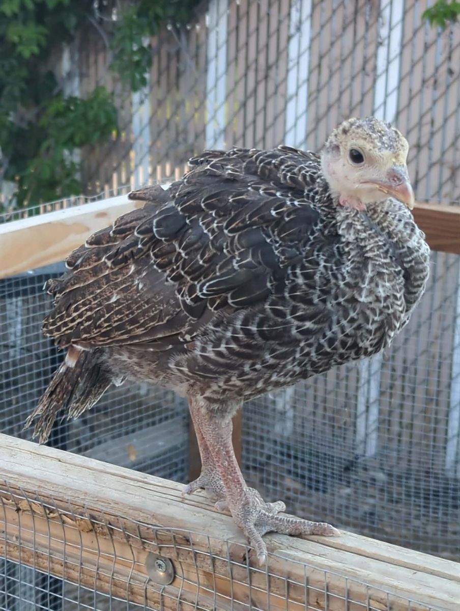Coop Ready Heritage Bronze Turkey Poults