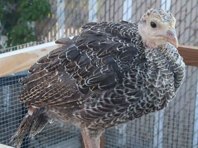 Coop Ready Heritage Bronze Turkey Poults
