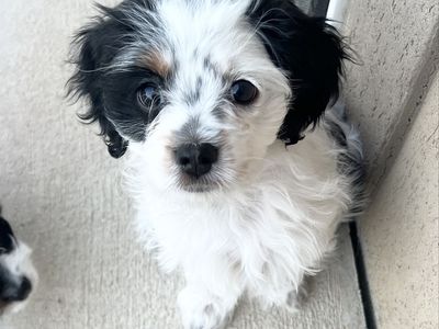 Tri-Color Cavapoo Girls | Health Guarantee