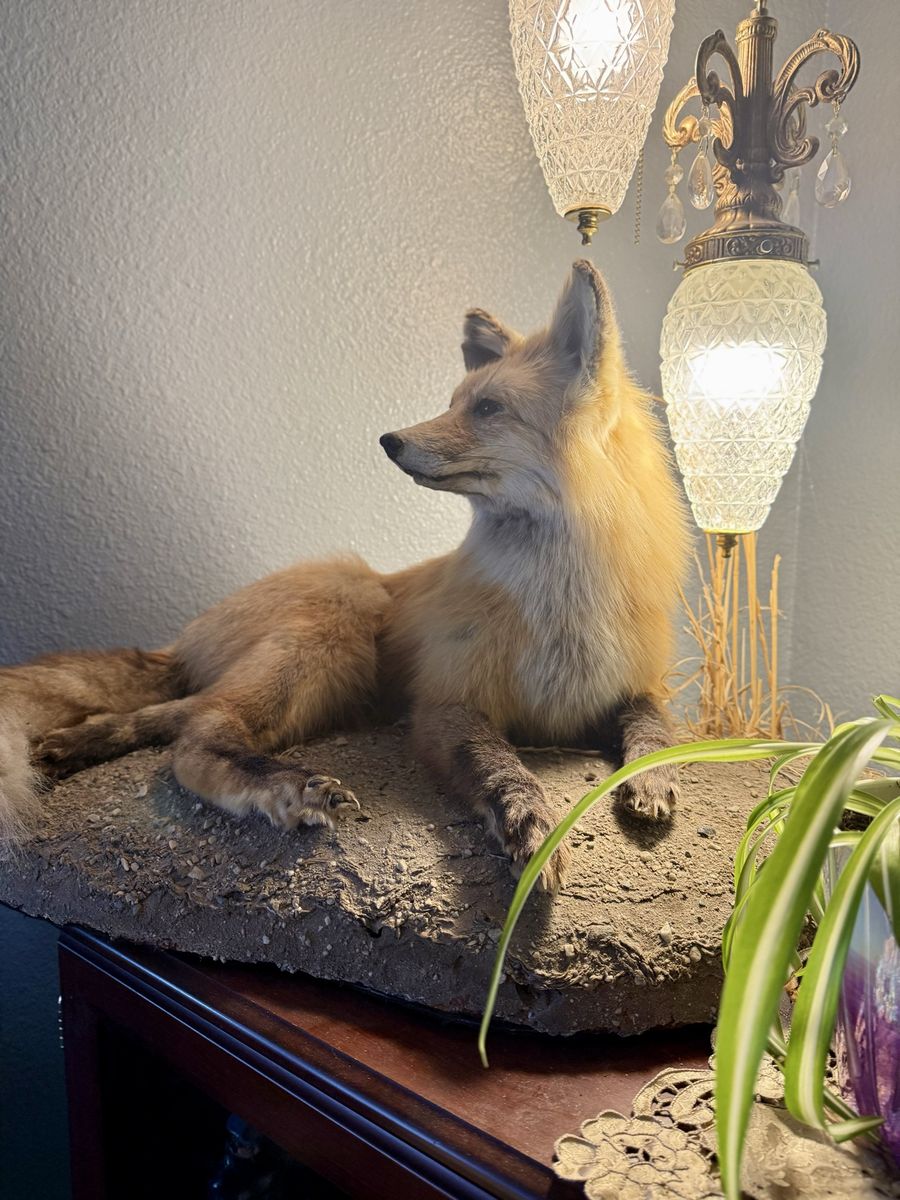 Red Fox Taxidermy Mount Lifesize Full Body Realistic Wildlife Display Collectible