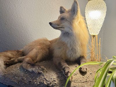 Red Fox Taxidermy Mount Lifesize Full Body Realistic Wildlife Display Collectible