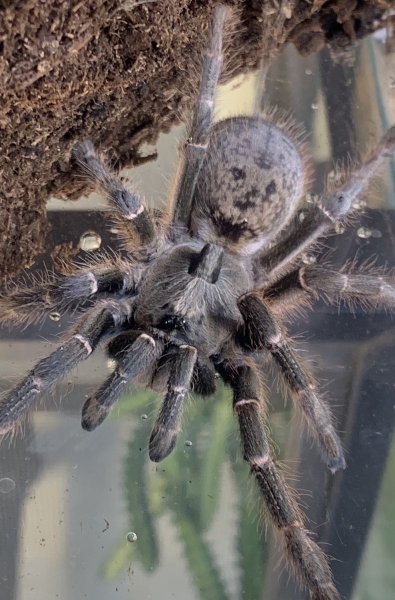 Female Ceratogyrus darlingi (Rear-Horned Baboon Tarantula)