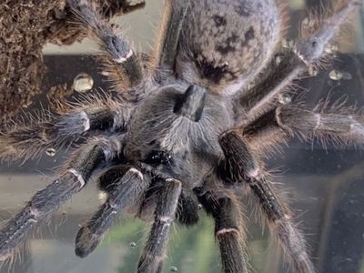Female Ceratogyrus darlingi (Rear-Horned Baboon Tarantula)