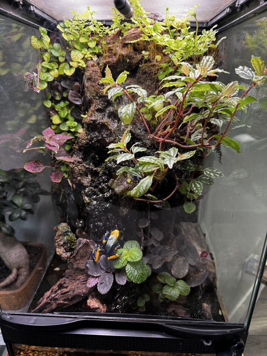 2 Sipaliwini Dart Frogs & Waterfall Terrarium