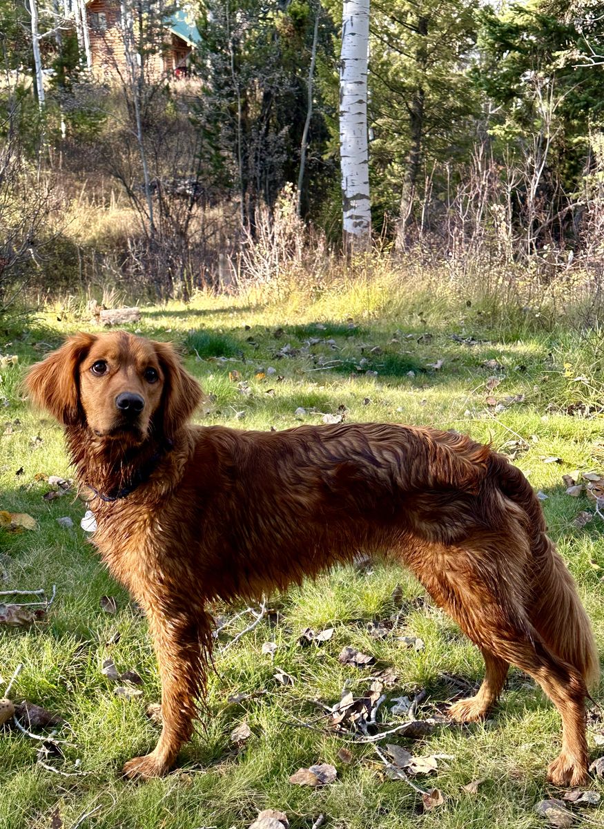 Goldador Pups (AKC Fox Red Lab sire and AKC Red Golden Retriever dam)