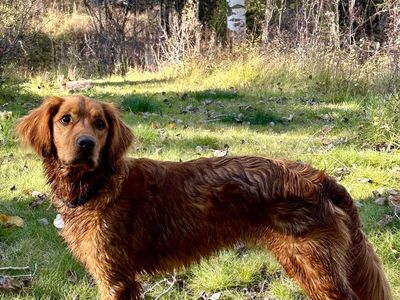 Goldador Pups (AKC Fox Red Lab sire and AKC Red Golden Retriever dam)