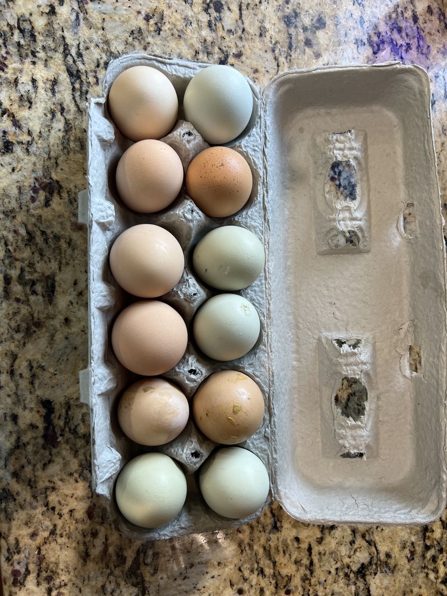 Fresh eggs