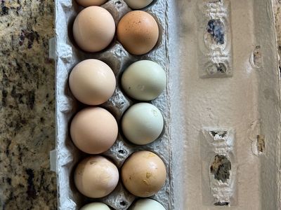 Fresh eggs