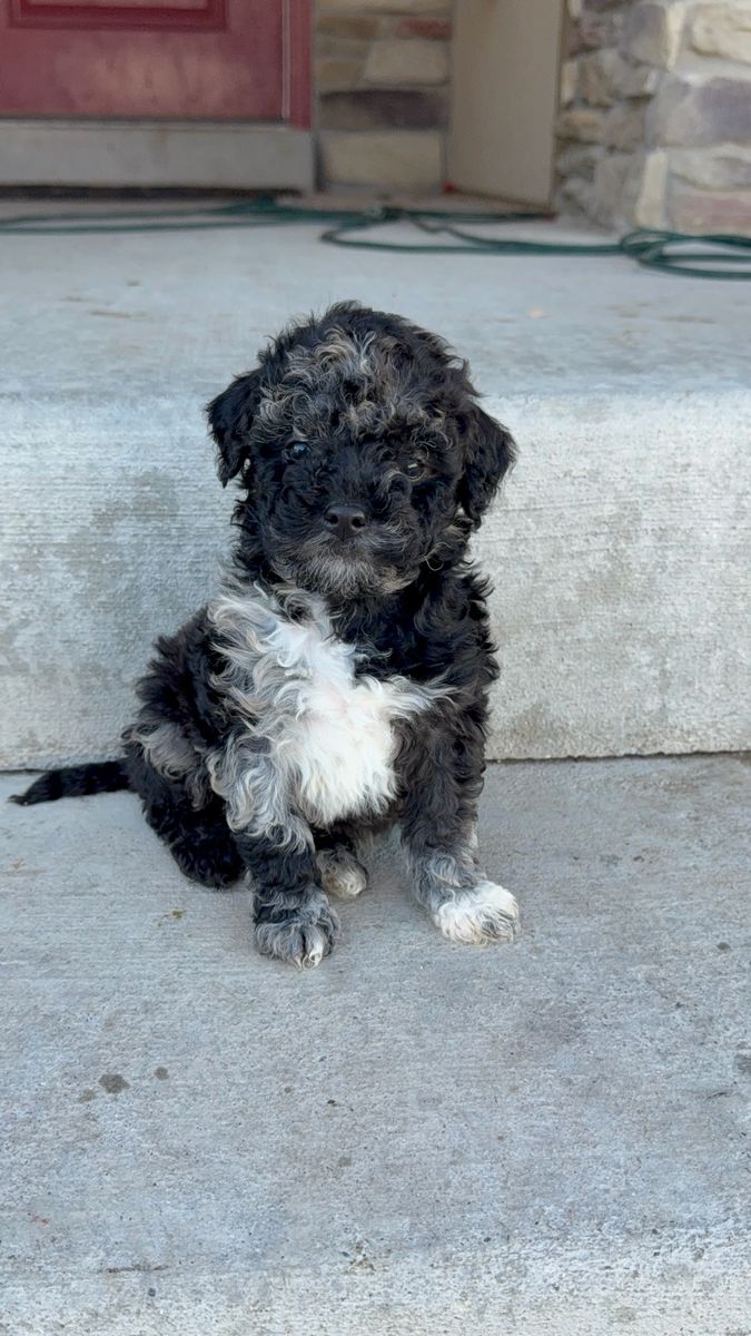 Mini Goldendoodle