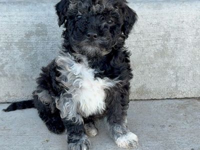 Mini Goldendoodle