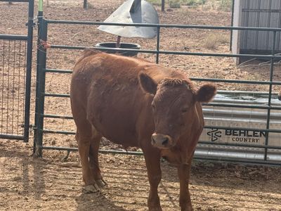 Red Dexter Steer