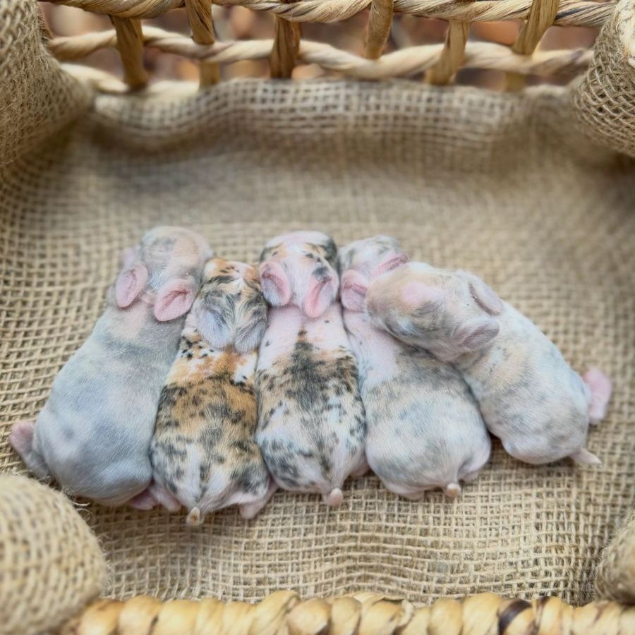Holland Lop Bunnies Available!