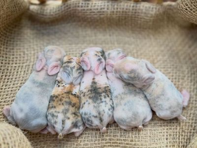 Holland Lop Bunnies Available!
