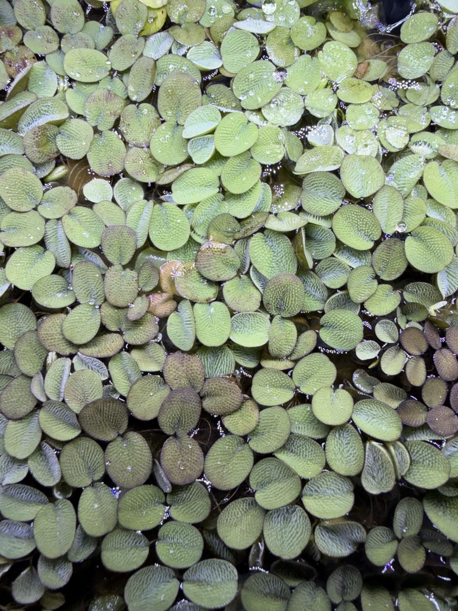 Salvinia minima