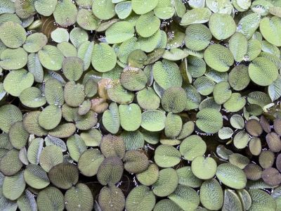 Salvinia minima