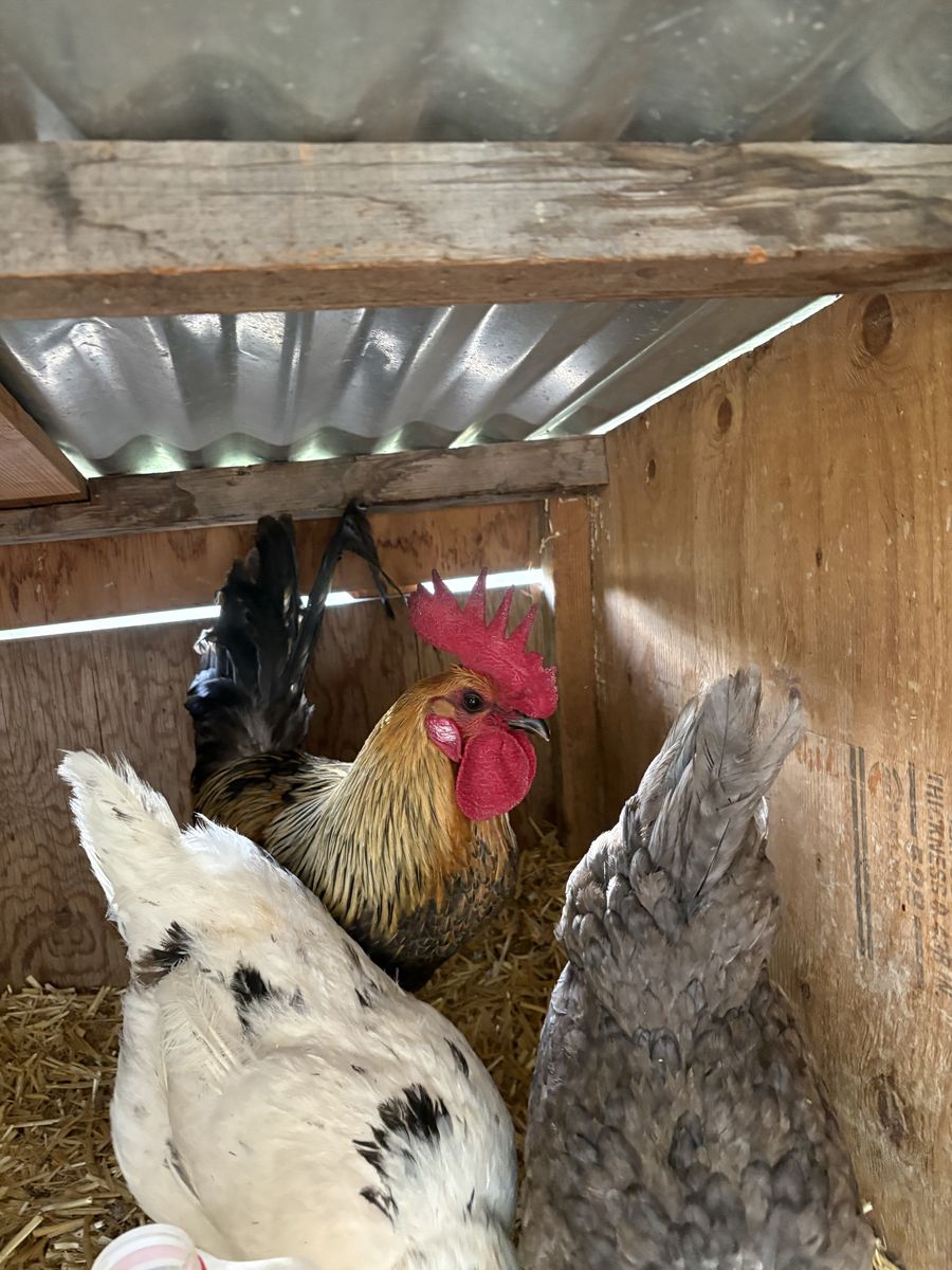 Free rooster