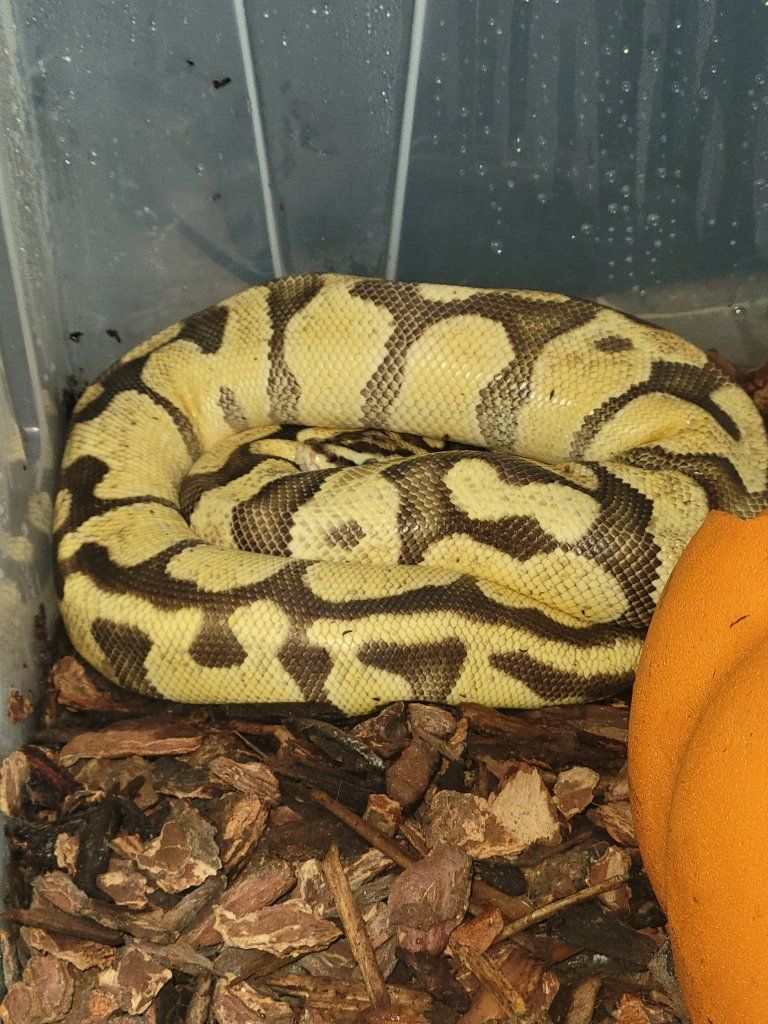 Female Banana Enchi Ball Python