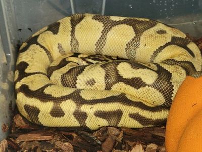 Female Banana Enchi Ball Python