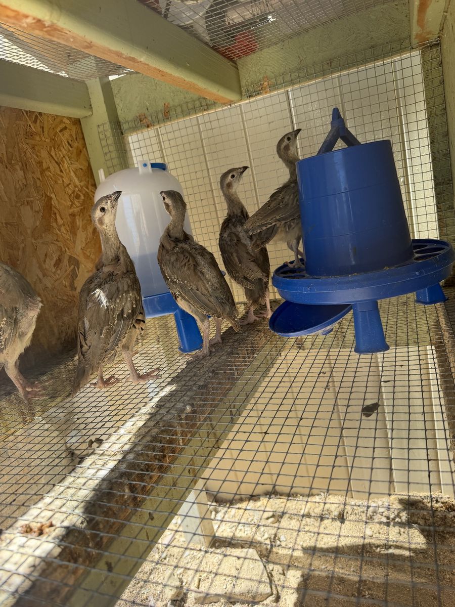 Chukar chicks 12 weeks old