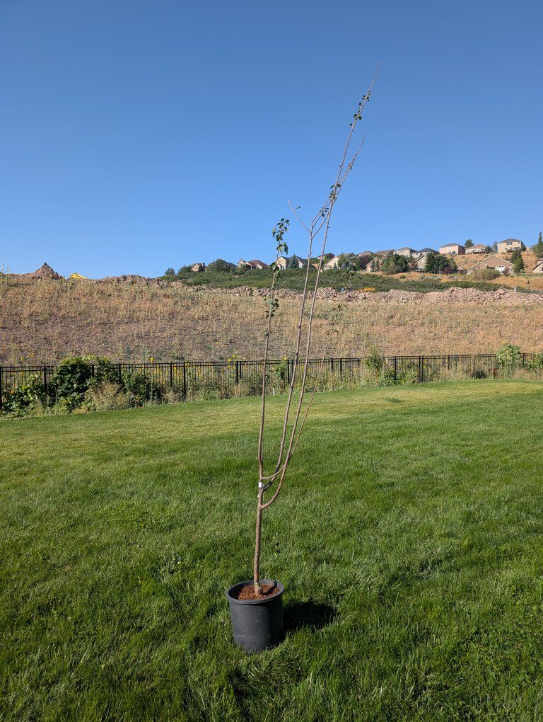 Semi-Dwarf Peach Plum Live Fruit Tree - Non-GMO (USDA Zone 4-8)