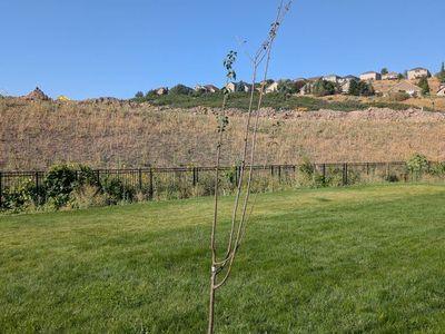 Semi-Dwarf Peach Plum Live Fruit Tree - Non-GMO (USDA Zone 4-8)