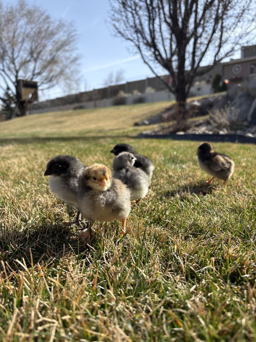 Baby Chicks! Barn Yard Mix