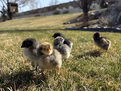 Baby Chicks! Barn Yard Mix