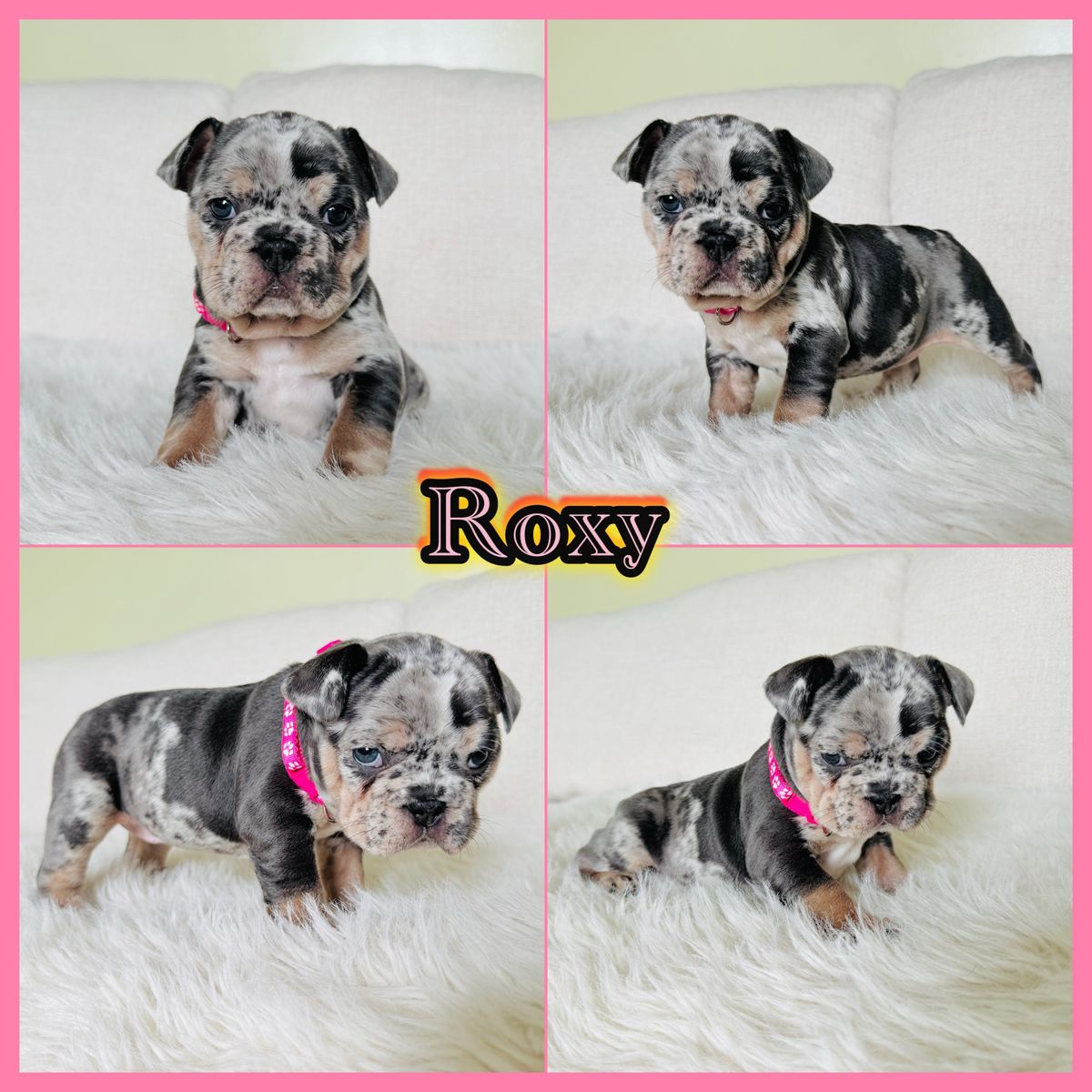 AKC French Bulldog Puppies