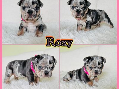 AKC French Bulldog Puppies