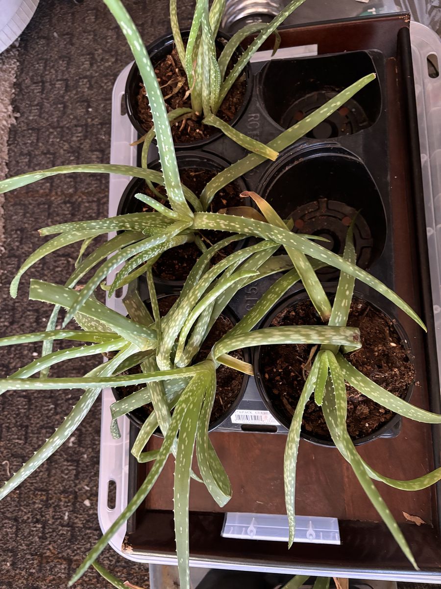 Aloe Vera