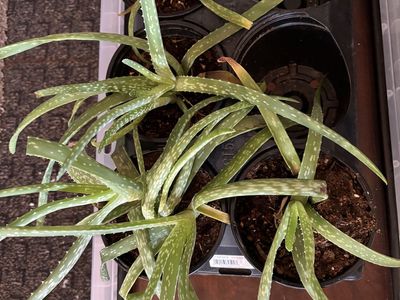 Aloe Vera